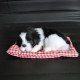 Plush Dogs for Car Dashboards Plush Dogs for Car Dashboards