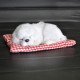 Plush Dogs for Car Dashboards Plush Dogs for Car Dashboards