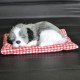 Plush Dogs for Car Dashboards Plush Dogs for Car Dashboards