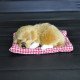 Plush Dogs for Car Dashboards Plush Dogs for Car Dashboards